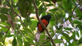 Canto General  - Vienen los pajaros