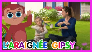 L'araignée Gipsy