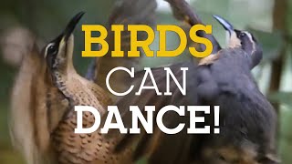 ¡Los pájaros saben bailar! - Birds can Dance!