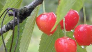 Le temps des cerises