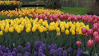 De colores