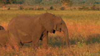 African Savannah, Música relajante